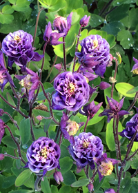 Aquilegia vulgaris 'Winky Double Dark Blue-White'